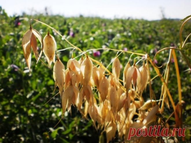 Очищаем сосуды, печень, желчные пути, восстанавливаем сон, улучшаем общее состояние!