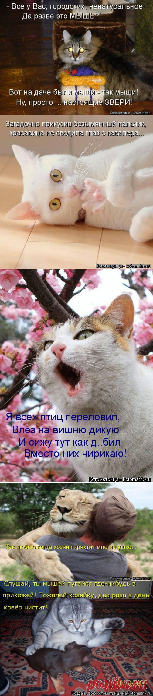 Котоматрицы прошедшей недели / Питомцы