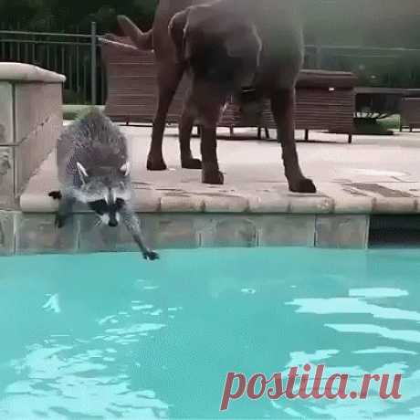 Давай, ныряй, я следом...(1) Одноклассники