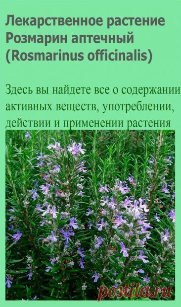Лекарственное растение Розмарин аптечный (Rosmarinus officinalis). Густой сильно разветвленный вечнозеленый кустарник высотой 30-150 см с сильным ароматом. Листья сидячие, линейные,края подвернуты вниз, с верхней стороны блестящие, насыщенно-зеленые, с нижней стороны - покрытые белым войлоком, длиной 1-3,5 см.