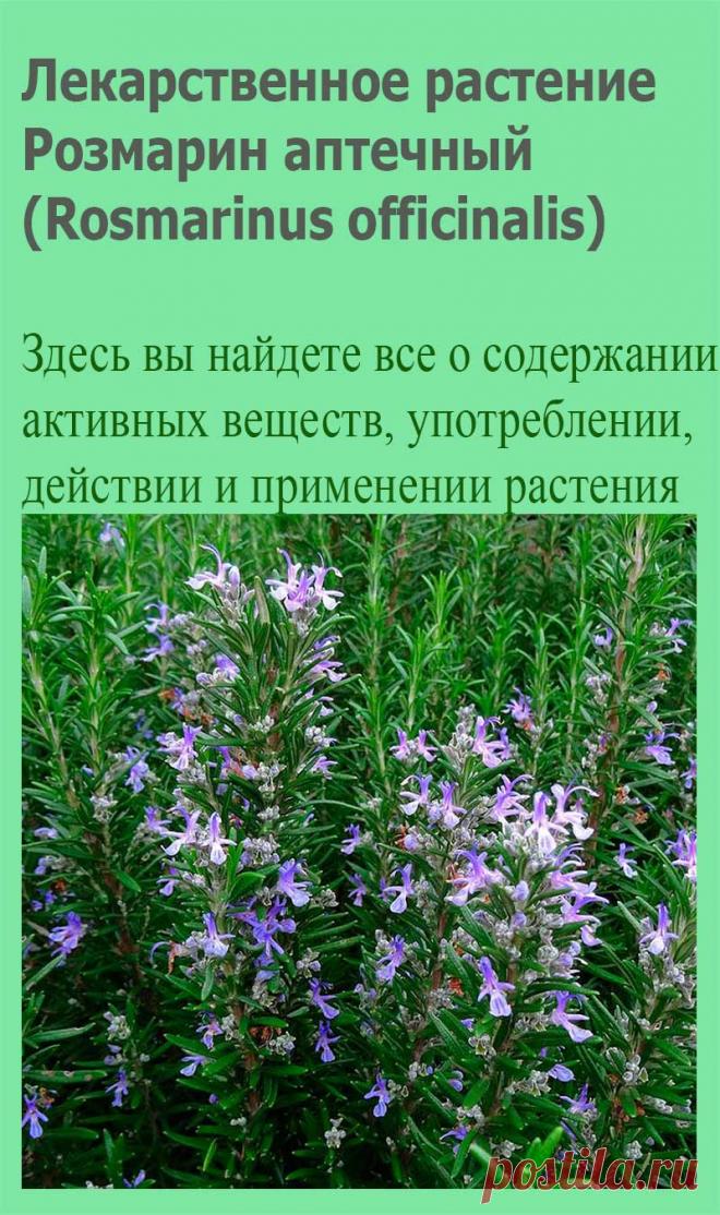 Лекарственное растение Розмарин аптечный (Rosmarinus officinalis). Густой сильно разветвленный вечнозеленый кустарник высотой 30-150 см с сильным ароматом. Листья сидячие, линейные,края подвернуты вниз, с верхней стороны блестящие, насыщенно-зеленые, с нижней стороны - покрытые белым войлоком, длиной 1-3,5 см.