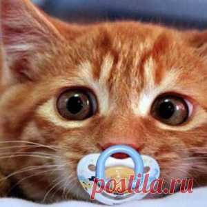 котярка