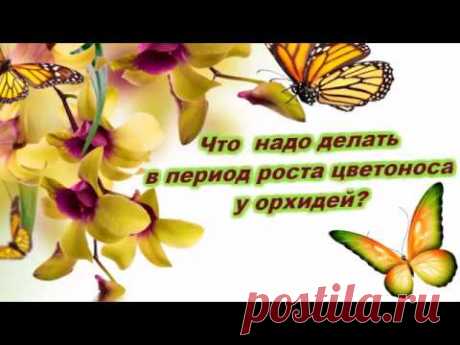 Что нужно делать в период роста цветоноса и заложения бутонов у орхидей?
