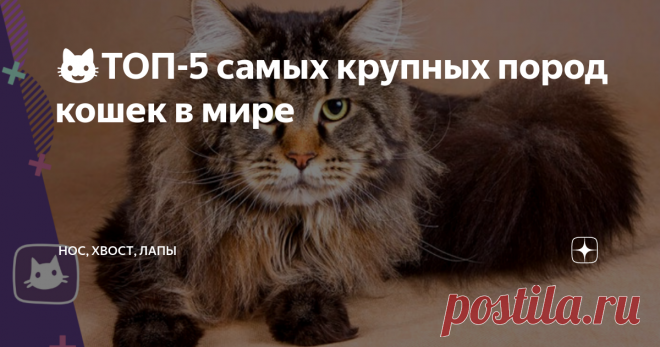 😺ТОП-5 самых крупных пород кошек в мире Среди домашних кошек есть представители, поражающие своими размерами и красотой. Они пользуются такой же популярностью среди любителей, как и мини-кошки.  Гиганты отличаются добротой и покладистым нравом. В питании и уходе они не притязательны, чем радуют своих хозяев.  Кто на свете всех крупнее? Саванна Это не просто большая кошка, а самая крупная из домашних пород. Помесь сервала и обычной кошки может весить до 15-20 кг. Рост в хо...