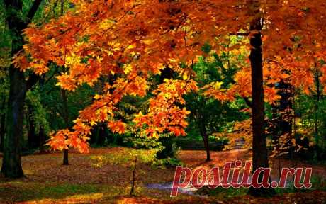 Листьев жёлтых, листьев красных, много в эти дни. посмотрите, как прекрасно выглядят они!