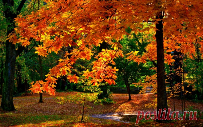 Листьев жёлтых, листьев красных, много в эти дни. посмотрите, как прекрасно выглядят они!