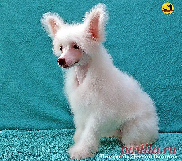 Потрясающе красивые щеночки от нашего кобеля Ангелочка Ультрамарина.