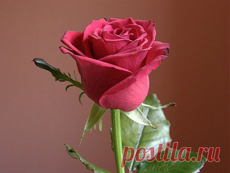 роза малинового цвета