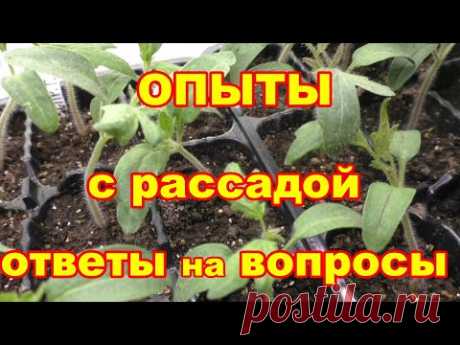 Опыты с рассадой и ответы на вопросы