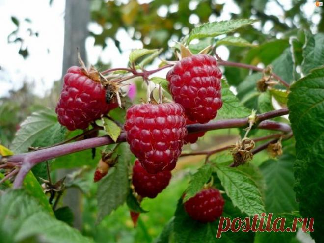 Как обрезать малину осенью – ценные советы для получения богатого урожая на протяжении всего сезона