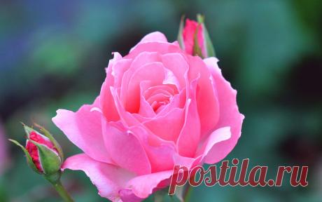 Роза скачать фото обои для рабочего стола (картинка 49 из 60)