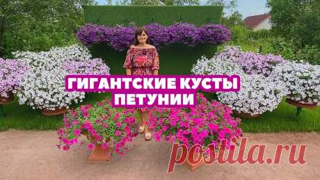 ГИГАНТСКИЕ КУСТЫ ПЕТУНИИ Насколько по-разному могут выглядеть петунии одного и того же сорта и цвета, сеянные в один и тот же день, растущие в одинаковом грунте и вазоне и получающие...