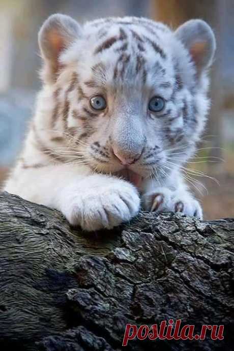 Bridgid Rotolo приколол(а) это к доске Lions &amp; Tigers &amp; Friends! | Pi…