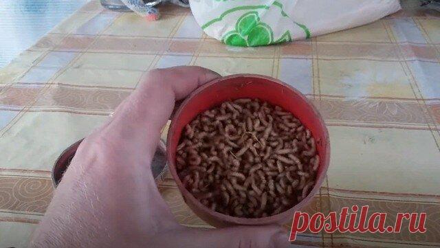 Знакомый рыбак научил как быстро, просто и дёшево вырастить крупного и крепкого опарыша у себя дома | Страсти по рыбалке | Яндекс Дзен