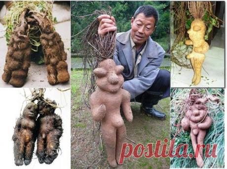 Китайский рунический цветок.
Китайский цветок (Chinese Fleeceflower), которому приписываются магические целебные свойства (научное название — спорыш китайский ), издревле используется в народной медицине для лечения болезней почек и печени, укрепления костей и восстановления волос, как общеоздоровляющее средство, а так же, как легкое слабительное. А еще он известен как Polygonum multiflorum Thunb (горец многоцветковый)