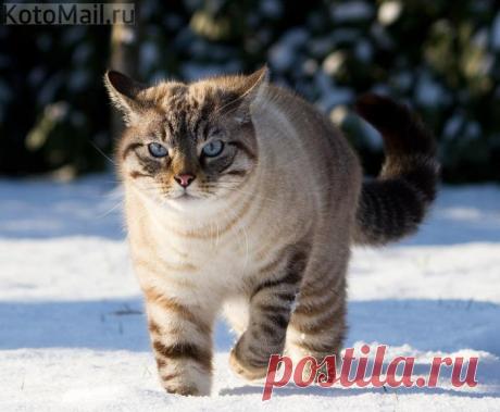 Снежный кот