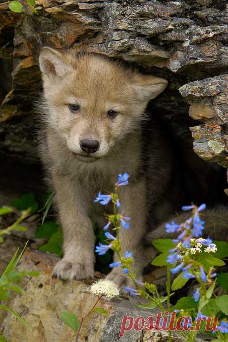 sisterofthewolves: Picture by Jeff Wendorff. - An Ethereal Enchantment
