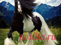 •●●★ УлЁтНоЕ ВиДеО ★●●•. Добавлены 2 фотографии в альбом Лошади, посланцы красоты!