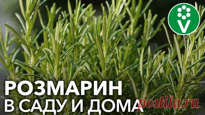 СЕКРЕТЫ РОЗМАРИНА. Как вырастить полезную пряность из черенков и семян. интернет-магазине Procvetok https://procvetok.com/?a=FnkTzANe, магазине Wildberries: https://global.wildbe... Блог о растениях