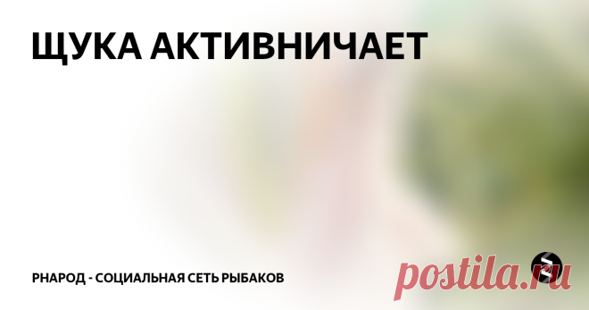 ЩУКА АКТИВНИЧАЕТ Такой тактикой сегодня пользовался только я, весь народ был с противоположной стороны этой заводи, но я то знаю....