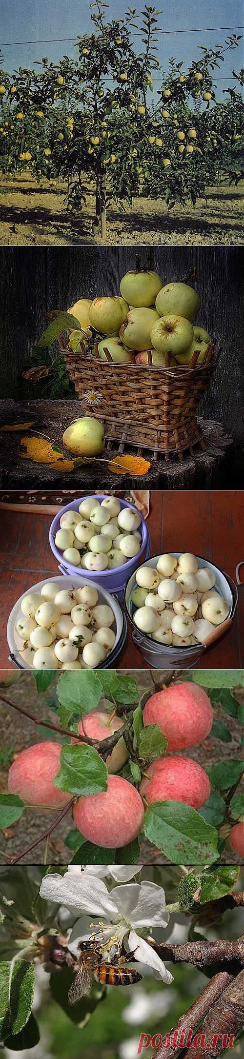Чтоб был здоров яблоневый сад.