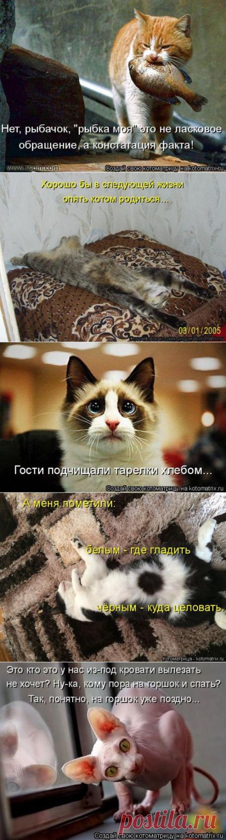 Свежая котоматрица (38 фото)