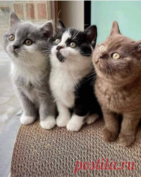 ЗвЕролаш в ЛапоМании🐾🐧Animals in PAWderland | Facebook