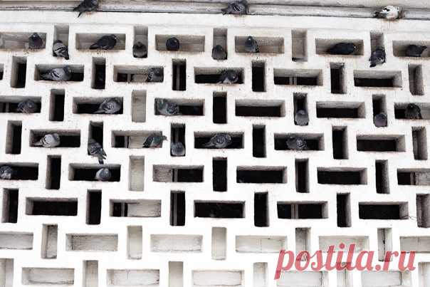 «Общежитие» Голуби облюбовали вход на станцию метро «Октябрьская». Автор фото – Дмитрий Чудинин: nat-geo.ru/community/user/228007/