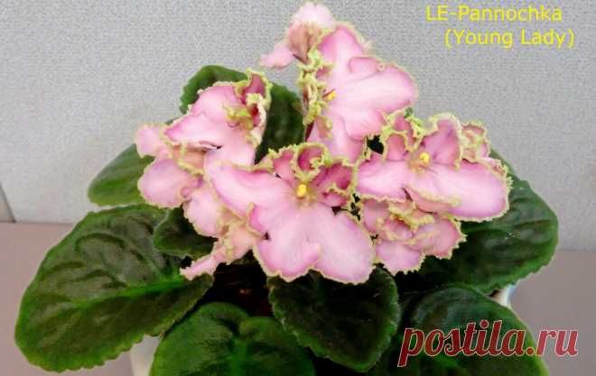 African Violet *Standard/Large* 2 Leaves Leaf Sets Cuttings MANY TO CHOOSE FROM | eBay