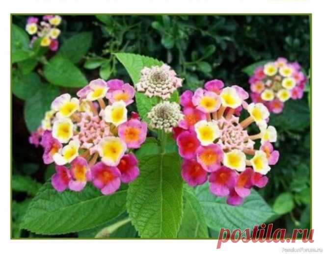 Комнатные растения. Лантана Цветки трубчатые, ароматные, собраны в плотные зонтики, которые появляются в пазухах листьев. Оттенки цветов могут включать белый, желтый, оранжевый, красный, лавандовый и фиолетовый. Цветы открываются последовательно, по направлению от краев зонтика к центру.Все части растения имеют...