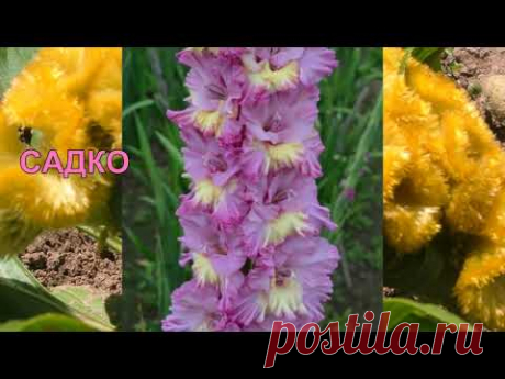 Коллекция гладиолусов семьи Кветковских ч9 (сиреневые)