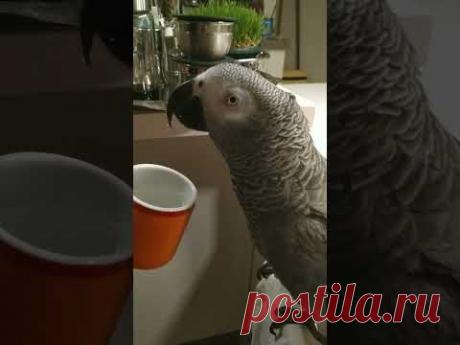 #птица #попугай #жако