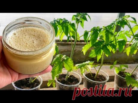 ЗА 24 ЧАСА У ТОМАТОВ И ПЕРЦА Стебель Толще Мизинца! Всегда Поливаю Вот Таким Настоем!