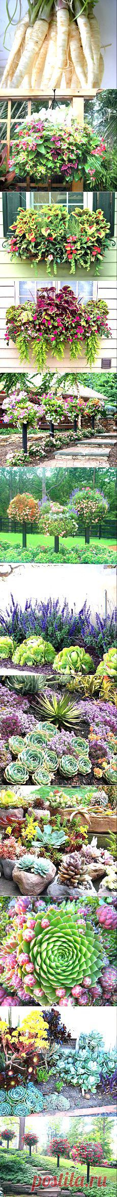 Сад и огород | Постила.ru