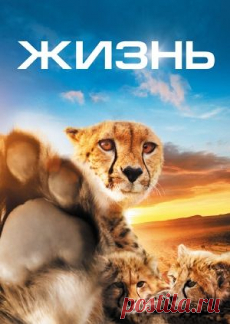 Фильм &quot;Жизнь&quot; (&quot;One Life&quot;) - смотреть легально и бесплатно онлайн на MEGOGO.NET