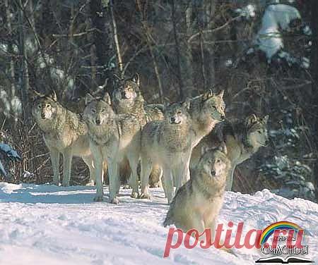 Дневник bremer