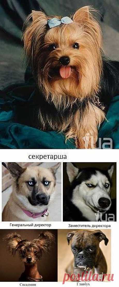 Работники офисов. ( как мы похожи! ) Это , конечно ШУТКА! .