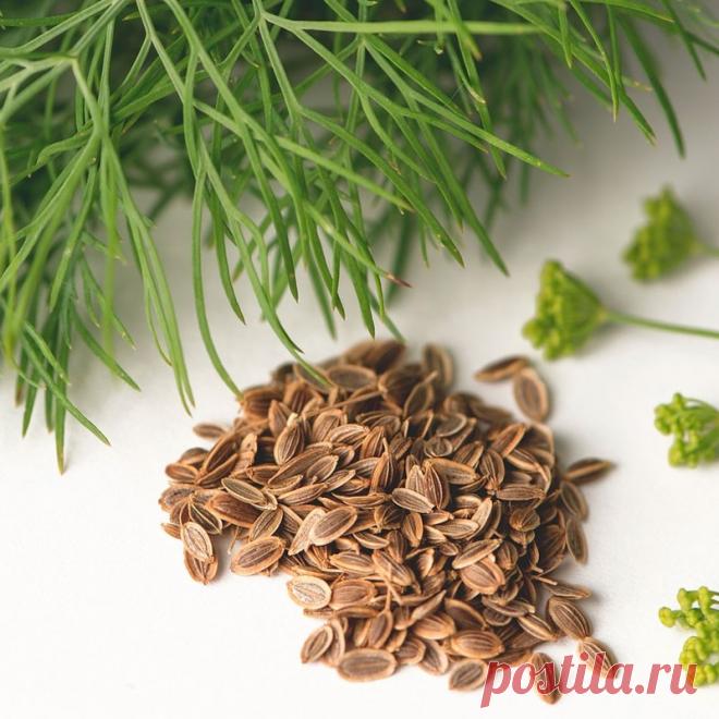 КАК Я СВОИ ГЛАЗА УКРОПОМ ВЫЛЕЧИЛА. НАДЕЮСЬ, МОЙ ОПЫТ ПОМОЖЕТ ЛЮДЯМ! — Journal women❜s