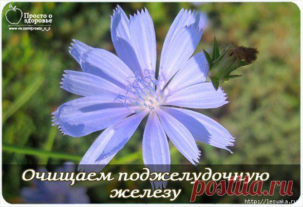 Очищение поджелудочной железы народными средствами.