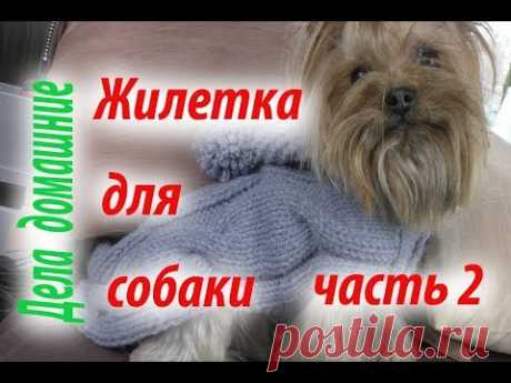 Жилетка для собаки.Как связать жилетку для собаки своими руками.Часть 2.
