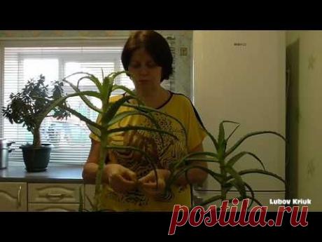 Алое или столетник Целебные свойства алое Мой опыт применения алое