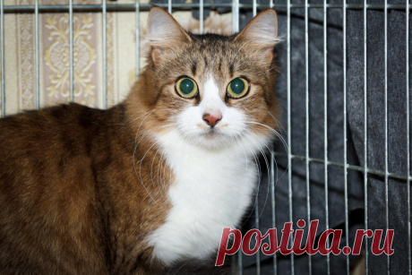 Нужно совсем немного - доброе сердце!!! 
Санкт-Петербург!Винкс или милая Пеструшка: приносящая счастье замечательная кошка. У неё пушистый хвост и забавный розовый носик, украшенный шоколадными пятнышками, будто она по любопытству сунула ег…