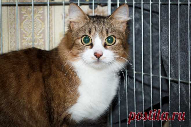 Нужно совсем немного - доброе сердце!!! 
Санкт-Петербург!Винкс или милая Пеструшка: приносящая счастье замечательная кошка. У неё пушистый хвост и забавный розовый носик, украшенный шоколадными пятнышками, будто она по любопытству сунула ег…