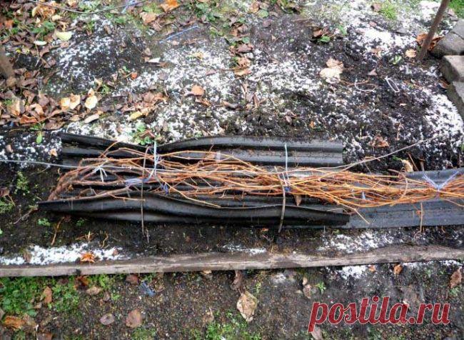 Когда открывать виноград после зимы: сроки, температура, правила, защита от весенних заморозков, фото, видео
