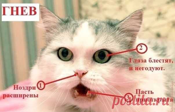 Вот памятки, благодаря которым вы сможете с легкостью определить истинные эмоции любой кошки.