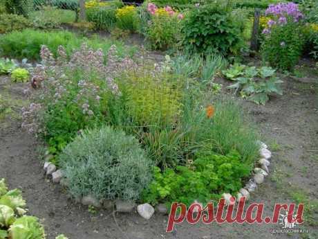 Как и из каких растений создать пряный садик