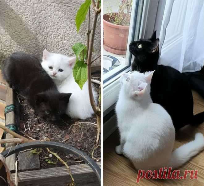 15 невзрачных котят, которые выросли в невероятных красавцев, пусть и немного наглых