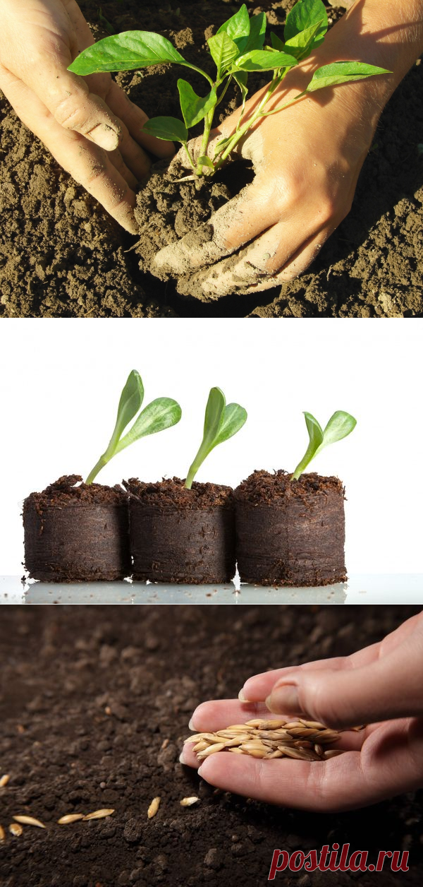 Выращивание рассады: 15 самых серьезных ошибок