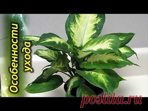ДИФФЕНБАХИЯ – секреты ухода, условия выращивания.