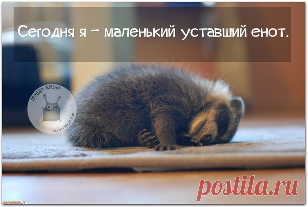 Правда Жизни | Юмор, Мотивация, Сарказм, Цитаты